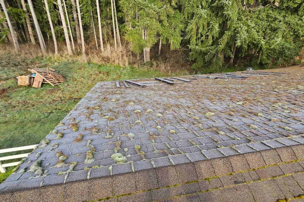 Two distinct roof sections covered in moss. (2)